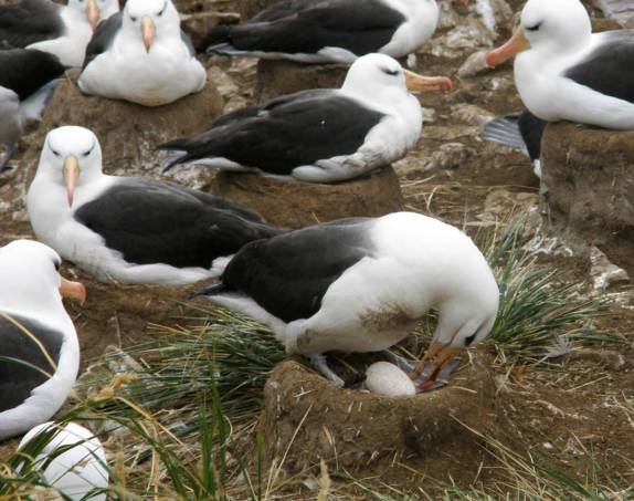 Um albatroz-de-sobrancelha toma conta de seu ovo em Steeple Jason, no noroeste das Ilhas Malvinas (foto de Melissa Bartlett)